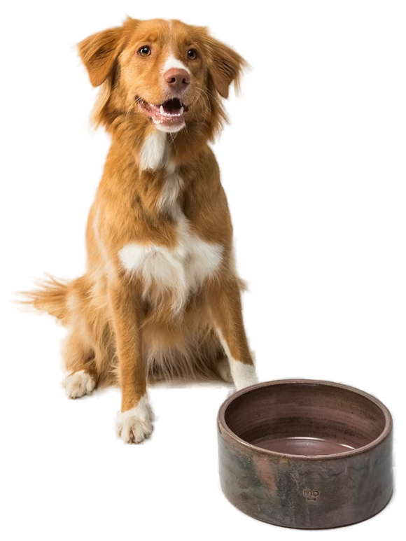 Perro junto a su plato en BlueVet